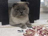 55 Günlük Scottish Fold Ve British Shorthair Yavrularımız
