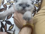 55 Günlük Scottish Fold Ve British Shorthair Yavrularımız
