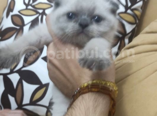 55 Günlük Scottish Fold Ve British Shorthair Yavrularımız görsel