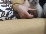 55 Günlük Scottish Fold Ve British Shorthair Yavrularımız