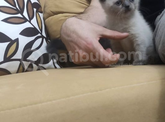 55 Günlük Scottish Fold Ve British Shorthair Yavrularımız görsel