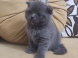 55 Günlük Scottish Fold ve British Shorthair Yavrularımız