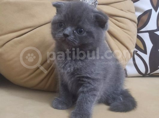 55 Günlük Scottish Fold Ve British Shorthair Yavrularımız