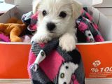 Mini boy puppy kar beyaz sevimli MALTESSE TERRİER CİNSİ 
