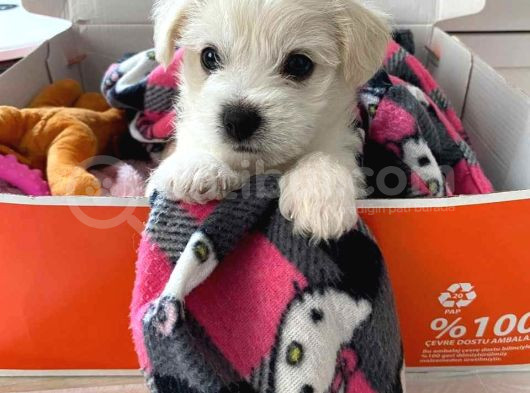Mini Boy Puppy Kar Beyaz Sevimli Maltesse Terri̇er Ci̇nsi̇  görsel