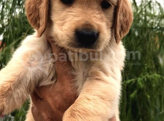 Bebek Yüzlü Golden Bebekler görsel