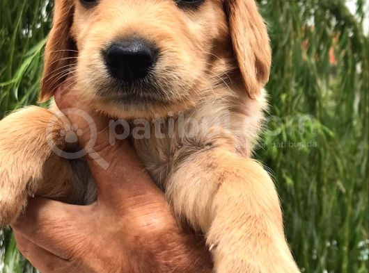 Bebek Yüzlü Golden Bebekler görsel