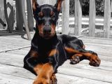 Asil Estetikli King Doberman Yavrular