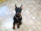 Asil Estetikli King Doberman Yavrular