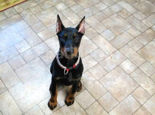 Asil Estetikli King Doberman Yavrular görsel