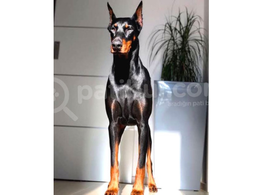 Asil Estetikli King Doberman Yavrular görsel