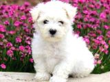 Mini Boy Puppy Kar Beyaz Sevimli Maltesse Terri̇er Ci̇nsi̇ 