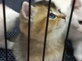 British shorteir erkek yavru kedi golden 