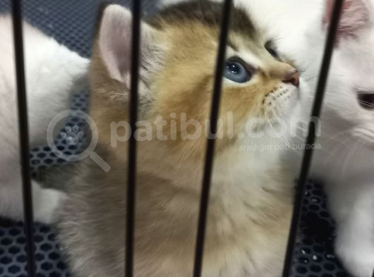 British Shorteir Erkek Yavru Kedi Golden 