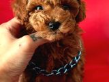 Efsane Güzellikte Toy Poodle Yavrular 