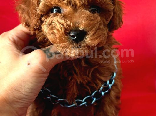 Efsane Güzellikte Toy Poodle Yavrular  görsel