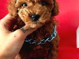 Efsane Güzellikte Toy Poodle Yavrular 