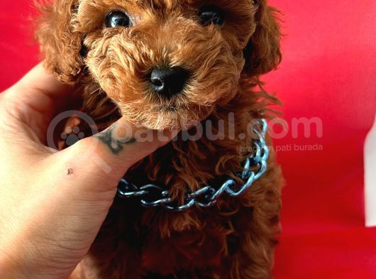 Efsane Güzellikte Toy Poodle Yavrular  görsel