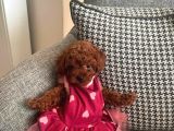 ÜST DÜZEY MİKROBOY POODLE  YAVRULAR