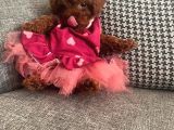 Üst Düzey Mi̇kroboy Poodle  Yavrular