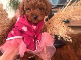 Üst Düzey Mi̇kroboy Poodle  Yavrular
