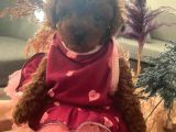 Üst Düzey Mi̇kroboy Poodle  Yavrular
