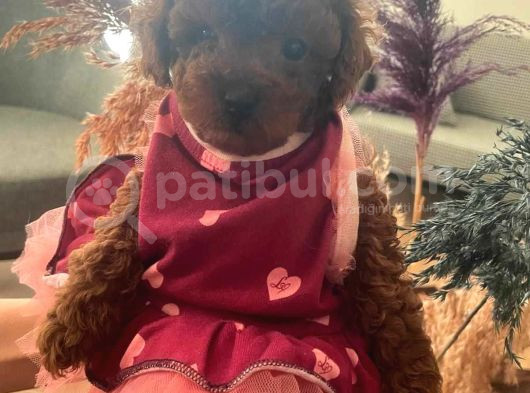 Üst Düzey Mi̇kroboy Poodle  Yavrular görsel