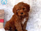 KIPKIRMIZI SAF KAN EVCİLBEBEKLER EV ÜRETİMİ TOOY POODLE YAVR
