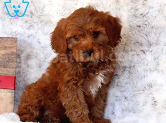 Kipkirmizi Saf Kan Evci̇lbebekler Ev Üreti̇mi̇ Tooy Poodle Yavr