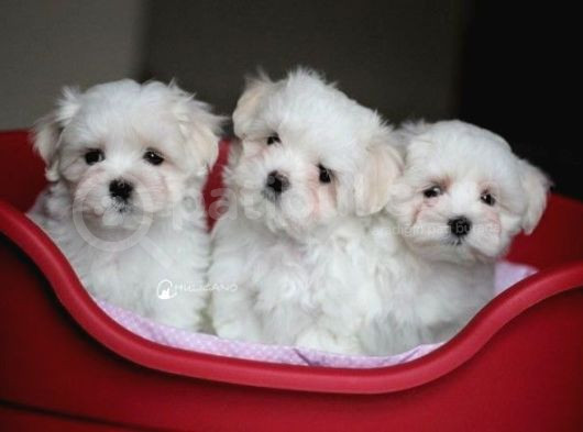 Mini Boy Puppy Kar Beyaz Sevimli Maltesse Terri̇er Ci̇nsi̇ 
