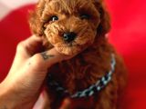 Efsane güzellikte toy poodle yavrular 