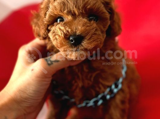 Efsane Güzellikte Toy Poodle Yavrular 