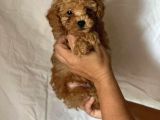 Mini Boy Puppy Kıpkırmızı Ev Üretimi Yavrularımız Tooy Poodl