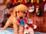 Mükemmel Bir Poodle Sahibi Olmak Istermisiniz