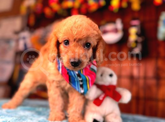 Mükemmel Bir Poodle Sahibi Olmak Istermisiniz görsel