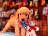 Mükemmel Bir Poodle Sahibi Olmak Istermisiniz