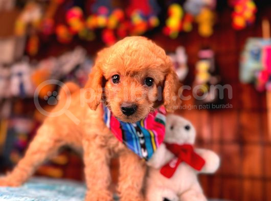 Mükemmel Bir Poodle Sahibi Olmak Istermisiniz görsel