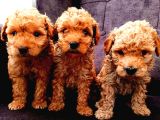 Kipkirmizi Saf Kan Evci̇lbebekler Ev Üreti̇mi̇ Tooy Poodle Yavr