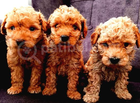 Kipkirmizi Saf Kan Evci̇lbebekler Ev Üreti̇mi̇ Tooy Poodle Yavr görsel