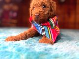 Mükemmel Bir Poodle Sahibi Olmak Istermisiniz