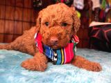 Mükemmel bir Poodle sahibi olmak istermisiniz
