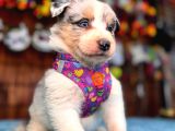 Tricolor merle secereli Border Collie yavrularımız