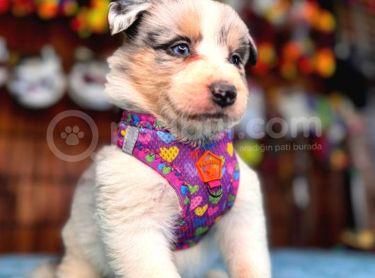 Tricolor Merle Secereli Border Collie Yavrularımız
