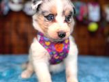 Tricolor Merle Secereli Border Collie Yavrularımız