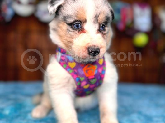 Tricolor Merle Secereli Border Collie Yavrularımız görsel
