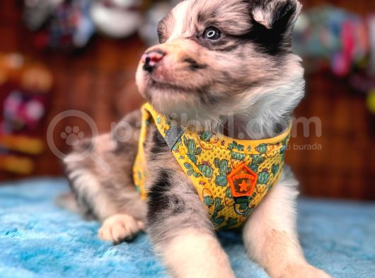Tricolor Merle Secereli Border Collie Yavrularımız görsel