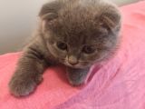 2 Aylık Scottish Fold Dişi