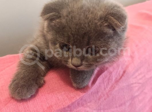 2 Aylık Scottish Fold Dişi görsel