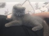 2 aylık scottish fold dişi