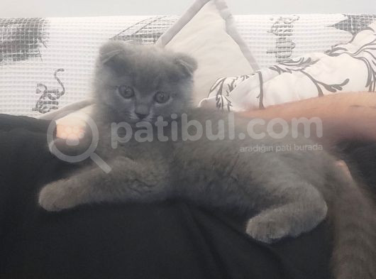 2 Aylık Scottish Fold Dişi